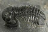Detailed Gerastos Trilobite Fossil - Morocco #377316-2